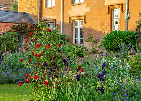 THE_OLD_VICARAGE_WORMLEIGHTON_WARWICKSHIRE_DESIGNER_ANGEL_COLLINS__BORDER_BY_LAWN_WITH_ROSE__ROSA_DU