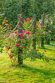 ROOKERY FARM, SURREY: ROPE ROSE SWAGS ON THE LAWN - ROSES CLAIRE AUSTIN, GENEROUS GARDENER, COMPASSION, PINK PERPETUAL, PARADE, TESS OF THE DURBERVILLES