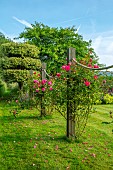 ROOKERY FARM, SURREY: ROPE ROSE SWAGS ON THE LAWN - ROSES PARADE, TESS OF THE DURBERVILLES