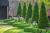 ROOKERY FARM, SURREY: GRASS, BOX HEDGES, HEDGING, COURTYARD GARDEN, ROW OF TOPIARY, SHAPED YEWS, DELPHINIUM BLACK NIGHTGROUP, ROSA WINCHESTER CATHEDRAL