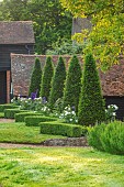 ROOKERY FARM, SURREY: GRASS, BOX HEDGES, HEDGING, COURTYARD GARDEN, ROW OF TOPIARY, SHAPED YEWS, DELPHINIUM BLACK NIGHTGROUP, ROSA WINCHESTER CATHEDRAL
