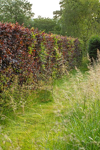ROOKERY_FARM_SURREY_GRASS_PATH_MEADOW_METAL_SEAT_COPPER_BEECH_HEDGE_SUMMER_BOX_BALLS_HEDGING_HEDGES_