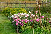 ROOKERY FARM, SURREY: GRASS, CUTTING GARDEN, PEONIES, PINK, WHITE, FLOWERS, FLOWERING, BLOOMING, GARDENS, WOODEN FENCES