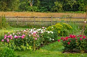 ROOKERY FARM, SURREY: GRASS, CUTTING GARDEN, PEONIES, PINK, WHITE, RED, FLOWERS, FLOWERING, BLOOMING, GARDENS, WOODEN FENCES