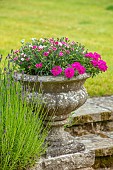 ROOKERY FARM, SURREY: STONE URN, CONTAINER WITH PINK PINKS, DIANTHUS AND VERBENA