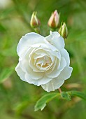 ROOKERY FARM, SURREY: CLOSE UP PORTRAIT OF WHITE FLOWERS OF ROSE - ROSA ICEBERG, SCENTED, FRAGRANT, ROSES, FLOWERING, BLOOMS, BLOOMING, DECIDUOUS, SHRUBS
