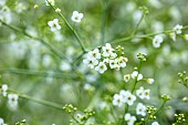 ROOKERY FARM, SURREY: CLOSE UP PORTRAIT OF WHITE FLOWERS OF CRAMBE CORDIFOLIA, PERENNIALS, FLOWERING, BLOOMS, BLOOMING, SUMMER