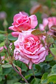 ROOKERY FARM, SURREY: CLOSE UP OF PINK FLOWERS OF CLIMBING ROSE - ROSA  COMPASSION, SUMMER, SHRUBS, DECIDUOUS, CLIMBERS