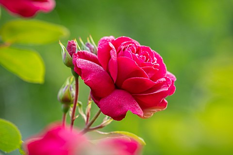 ROOKERY_FARM_SURREY_CLOSE_UP_OF_PINK_RED_FLOWERS_OF_CLIMBING_ROSE__ROSA_TESS_OF_THE_TURBERVILLES_AUS