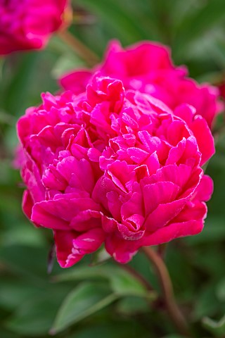 ROOKERY_FARM_SURREY_CLOSE_UP_OF_PINK_FLOWERS_OF_PAEONIA_PERENNIALS_SUMMER