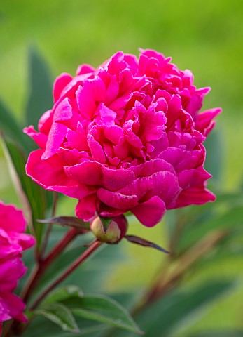 ROOKERY_FARM_SURREY_CLOSE_UP_OF_PINK_FLOWERS_OF_PAEONIA_PERENNIALS_SUMMER