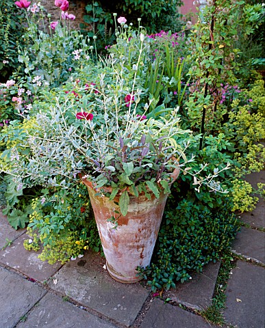 RHUBARB_FORCING_POT_CONTAINING_TEUCRIUM_FRUTICANS__PURPLE__GOLDEN_SALVIA_STANDS_AT_BORDER_EDGE_DESIG