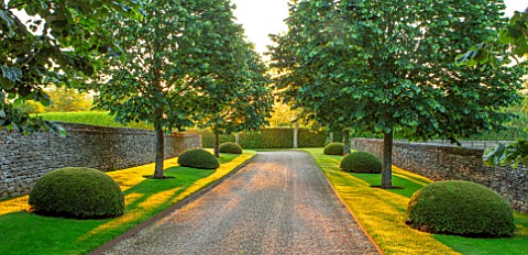 WINSON_MANOR_GLOUCESTERSHIRE_MAIN_AVENUE_IN_MORNING_SILVER_LIMES_TILIA_TOMENTOSA_TOPIARY_YEW_CLIPPED