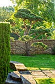 WINSON MANOR, GLOUCESTERSHIRE: LAWN, WALL, CLIPPED TOPIARY CLOUD PRUNED SCOTS PINE - PINUS SYLVESTRIS, TREES, SUMMER, GREEN, GARDENS