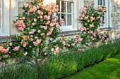 WINSON MANOR, GLOUCESTERSHIRE: LAVENDER AND ROSES - ROSA PHYLLIS BIDE, AGAINST WALL, FRAGRANT, SCENTED, RAMBLING, CLIMBING, SHRUBS, SUMMER, PINK
