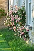 WINSON MANOR, GLOUCESTERSHIRE: LAVENDER AND ROSES - ROSA PHYLLIS BIDE, AGAINST WALL, FRAGRANT, SCENTED, RAMBLING, CLIMBING, SHRUBS, SUMMER, PINK