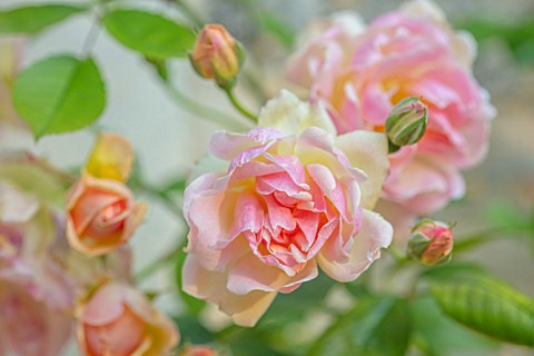 WINSON_MANOR_GLOUCESTERSHIRE_CLOSE_UP_OF_PINK_FLOWERS_OF_ROSE__ROSA_PHYLLIS_BIDE_FRAGRANT_SCENTED_RA
