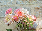 WINSON MANOR, GLOUCESTERSHIRE: CLOSE UP OF PINK FLOWERS OF ROSE - ROSA PHYLLIS BIDE, FRAGRANT, SCENTED, RAMBLING, CLIMBING, SHRUBS, SUMMER, FLOWERING, BLOOMS