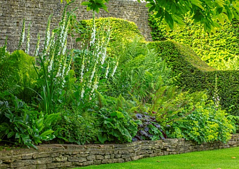 WINSON_MANOR_GLOUCESTERSHIRE_SHADE_SHADY_BORDERS_IN_RAISED_STONE_WALL_BED_FERNS_WHITE_FOXGLOVES_SUMM