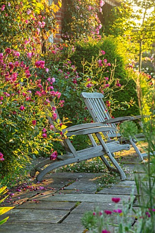 MANOR_FARM_CHESHIRE_THE_LONG_TERRACE__ROSES__ROSA_BURGUNDY_ICE_WOODEN_SEATS_PLEACHED_HAWTHORNS_IN_BA