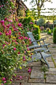 MANOR FARM, CHESHIRE: THE LONG TERRACE - ROSES - ROSA BURGUNDY ICE, WOODEN SEATS, PLEACHED HAWTHORNS IN BACKGROUND, PATIO, SUNRISE