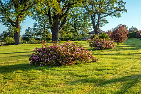 MANOR_FARM_CHESHIRE_VIEW_OF_LAWN_HEDGE_GATE_COUNTRYSIDE_ROSES_ROSA_SCHARLACHGLUT_SUMMER_BORROWED_LAN