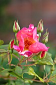 MANOR FARM, CHESHIRE: CLOSE UP PORTRAIT OF THE PINK, RED ROSE - ROSA MORNING MIST, AUSFIRE, BICOLOURED, ENGLISH, SHRUB, ROSES