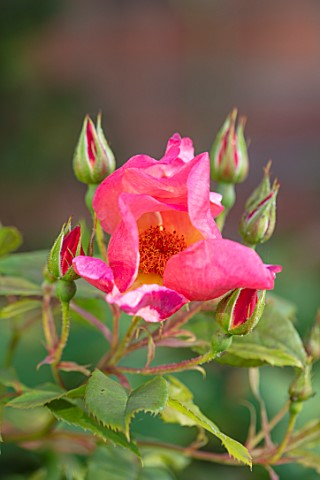 MANOR_FARM_CHESHIRE_CLOSE_UP_PORTRAIT_OF_THE_PINK_RED_ROSE__ROSA_MORNING_MIST_AUSFIRE_BICOLOURED_ENG