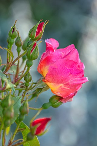 MANOR_FARM_CHESHIRE_CLOSE_UP_PORTRAIT_OF_THE_PINK_RED_ROSE__ROSA_MORNING_MIST_AUSFIRE_BICOLOURED_ENG