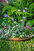 MANOR FARM, CHESHIRE: THE FORMAL HERB GARDEN, BOX HEDGES, HEDGING, TERRACOTTA CONTAINERS, VERBENA, HELICHRYSUM, SCABIOUS CLIVE GREAVES, SCABIOSA CAUCASICA