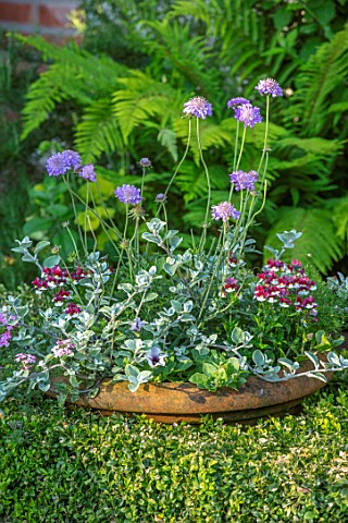 MANOR_FARM_CHESHIRE_THE_FORMAL_HERB_GARDEN_BOX_HEDGES_HEDGING_TERRACOTTA_CONTAINERS_VERBENA_HELICHRY