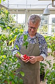 CLAUS DALBY GARDEN, DENMARK: CLAUS HOLDING TOMATOES IN HIS GREENHOUSE