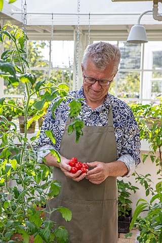 CLAUS_DALBY_GARDEN_DENMARK_CLAUS_HOLDING_TOMATOES_IN_HIS_GREENHOUSE