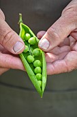 CLAUS DALBY GARDEN, DENMARK: CLAUS HOLDING OPENED PEA POD, VEGETABLES
