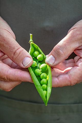 CLAUS_DALBY_GARDEN_DENMARK_CLAUS_HOLDING_OPENED_PEA_POD_VEGETABLES