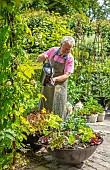 CLAUS DALBY GARDEN, DENMARK: CLAUS WATERING LETTUCES IN CONTAINERS, KITCHEN GARDEN, VEGETABLES, SALADS, POTAGER