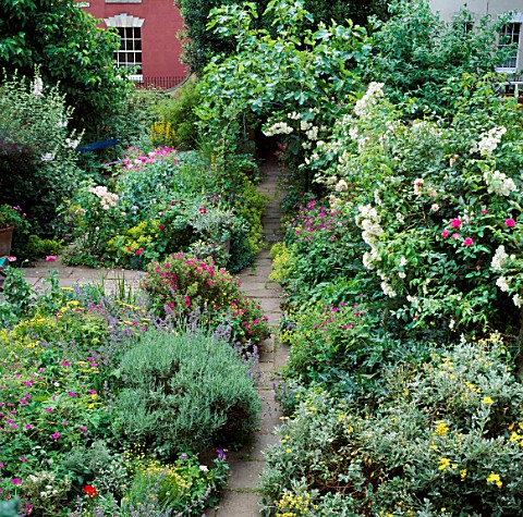 VIEW_DOWN_GARDEN_WITH_SMALL_PATH_BETWEEN_BEDS_OF_PERENNIALS_SHRUBS_AND_CLIMBING_ROSES_DESIGNER_SUE_B