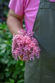 CLAUS DALBY GARDEN, DENMARK: CLAUS HOLDING A SAMBUCUS FLOWER