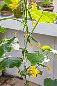 CLAUS DALBY GARDEN, DENMARK: YELLOW FLOWERS OF CUCUMBERS GROWING IN THE GREENHOUSE, KITCHEN, GARDEN, VEGETABLES, EDIBLES