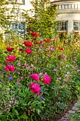 CLAUS DALBY GARDEN, DENMARK: PINK FLOWERS OF PEONIES IN THE ROSE GARDEN, SUMMER, PEONY