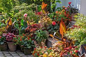 CLAUS DALBY GARDEN, DENMARK: HOT PLANTING IN CONTAINERS BY HOUSE, CANNAS, HEUCHERAS, FOLIAGE, LEAVES, PATIO