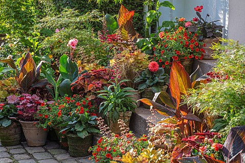 CLAUS_DALBY_GARDEN_DENMARK_HOT_PLANTING_IN_CONTAINERS_BY_HOUSE_CANNAS_HEUCHERAS_FOLIAGE_LEAVES_PATIO