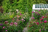 CLAUS DALBY GARDEN, DENMARK: SUMMER, ROSES, PEONIES, BORDERS, GREENHOUSE, PATHS