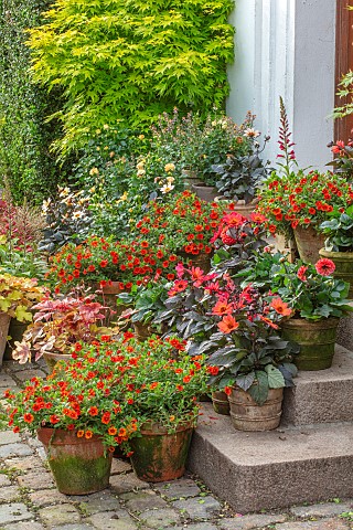 CLAUS_DALBY_GARDEN_DENMARK_CONTAINERS_ON_STEPS_RED_FLOWERS_BLOOMS_DAHLIAS_CALIBRACHOA_MILLION_BELLS_