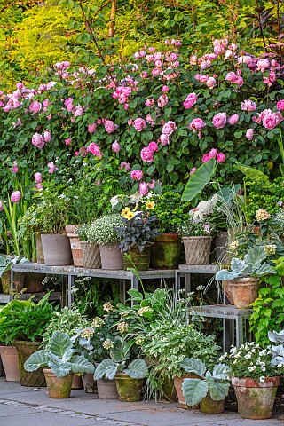 CLAUS_DALBY_GARDEN_DENMARK_CONTAINER_PLANTING_IN_SILVER_PINK_ROSES_TERRACOTTA_CONTAINERS_WITH_SALVIA