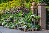 CLAUS DALBY GARDEN, DENMARK: CONTAINER PLANTING IN SILVER, PINK ROSES, TERRACOTTA CONTAINERS WITH SALVIA ARGENTEA, HYDRANGEAS, PALE YELLOW DAHLIA