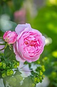 CLAUS DALBY GARDEN, DENMARK: PINK ROSE, ROSA CONSTANCE SPRY, CLIMBERS, CLIMBING, SHRUBS, SCENT, SCENTED, FRAGRANCE, FRAGRANT