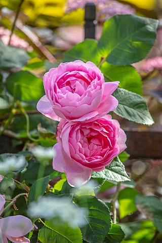 CLAUS_DALBY_GARDEN_DENMARK_PINK_ROSE_ROSA_CONSTANCE_SPRY_CLIMBERS_CLIMBING_SHRUBS_SCENT_SCENTED_FRAG