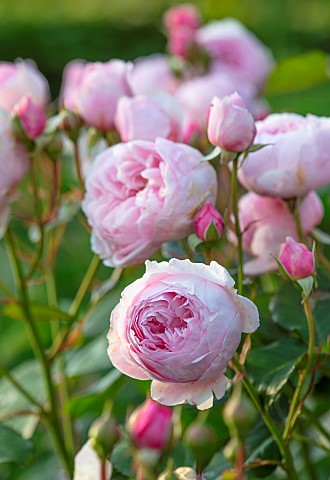 CLAUS_DALBY_GARDEN_DENMARK_PINK_ROSE_ROSA_CONSTANCE_SPRY_CLIMBERS_CLIMBING_SHRUBS_SCENT_SCENTED_FRAG