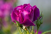 CLAUS DALBY GARDEN, DENMARK: PINK, PURPLE, DEEP RED FLOWER OF ROSE - ROSA BURGUNDY ICE, ROSES, SCENT, SCENTED, FRAGRANT, ROSES